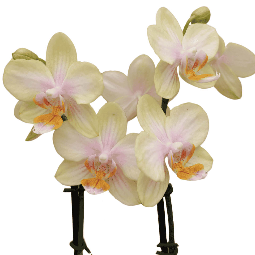 Phalaenopsis Gloria Ø12