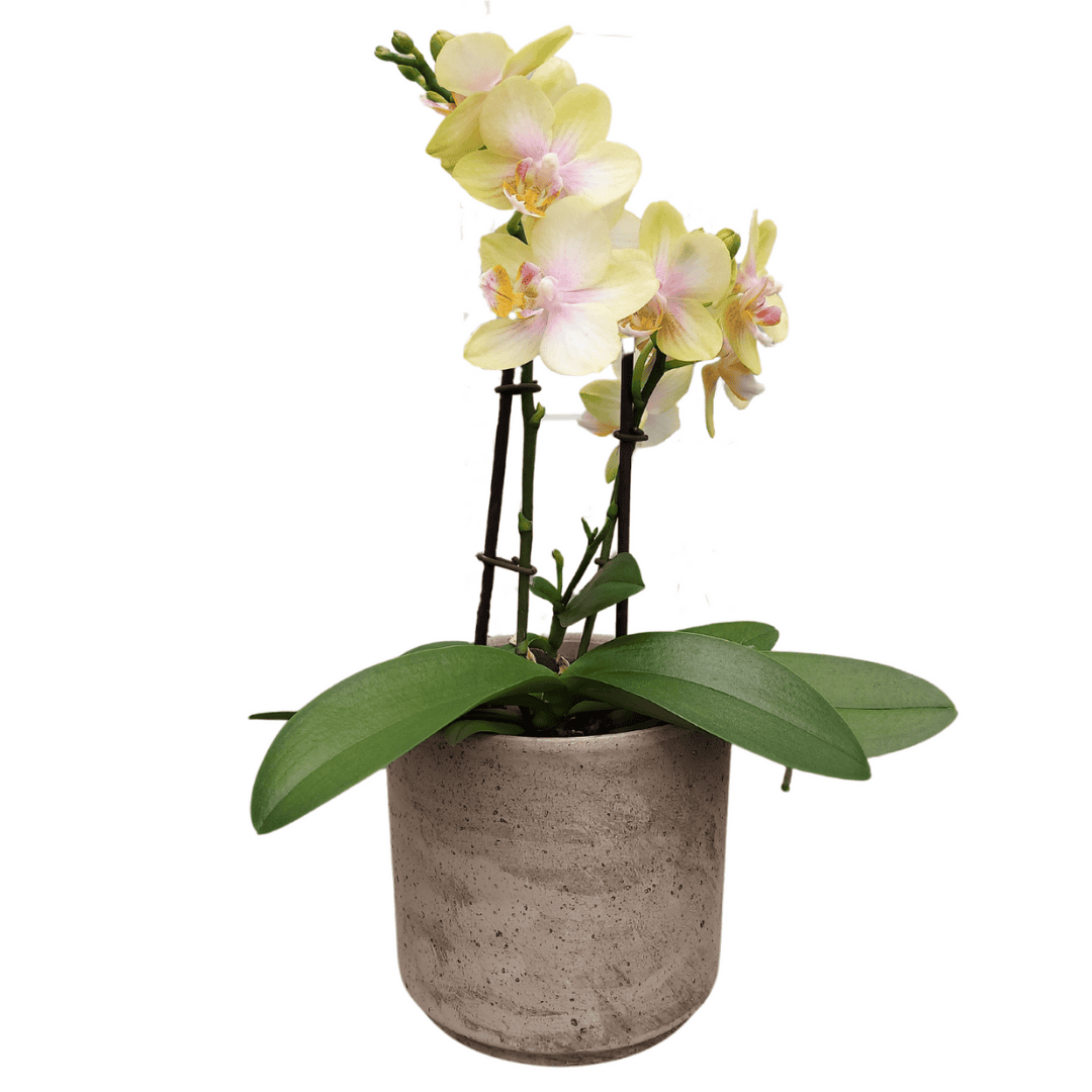 Phalaenopsis Gloria Ø12