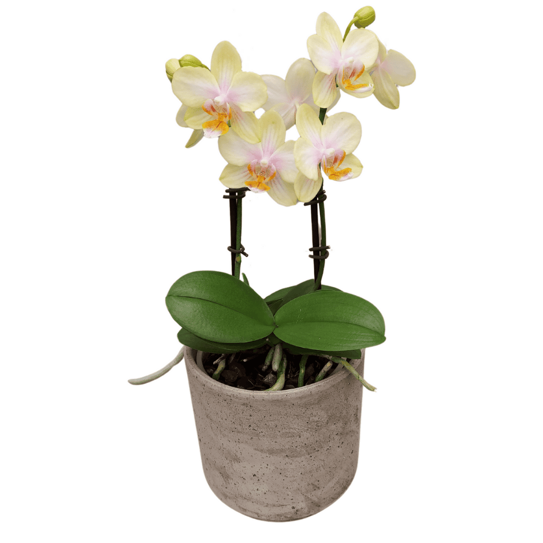 Phalaenopsis Gloria Ø12