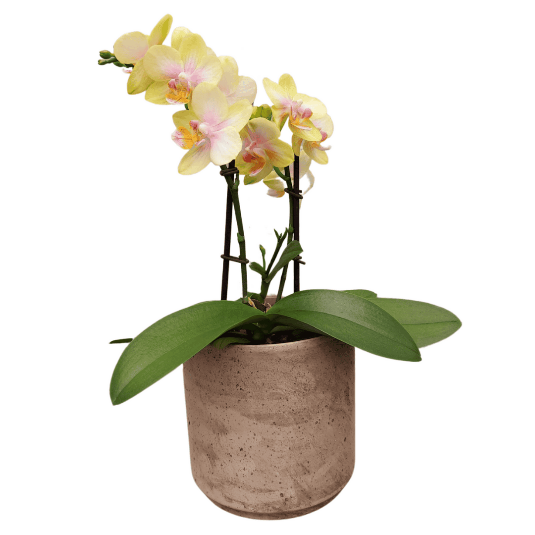 Phalaenopsis Gloria Ø12