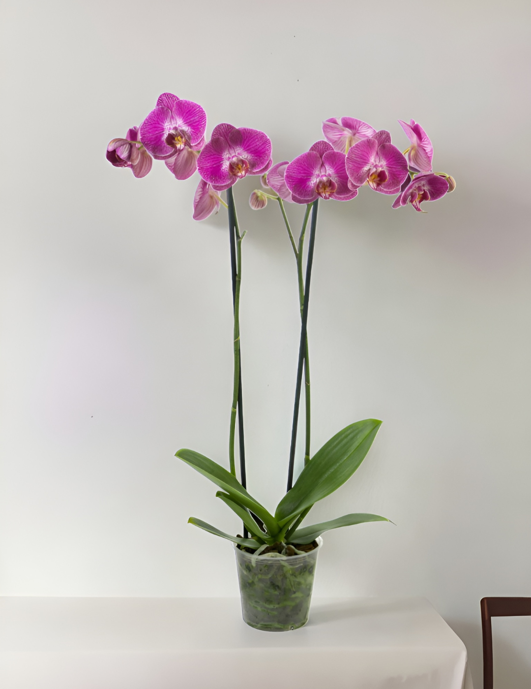 Phalaenopsis Sangria Ø12