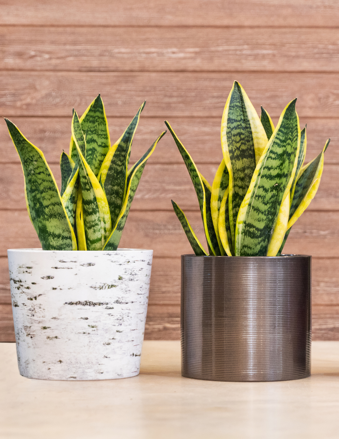 Sansevieria Laurentii Ø9 (30cm)