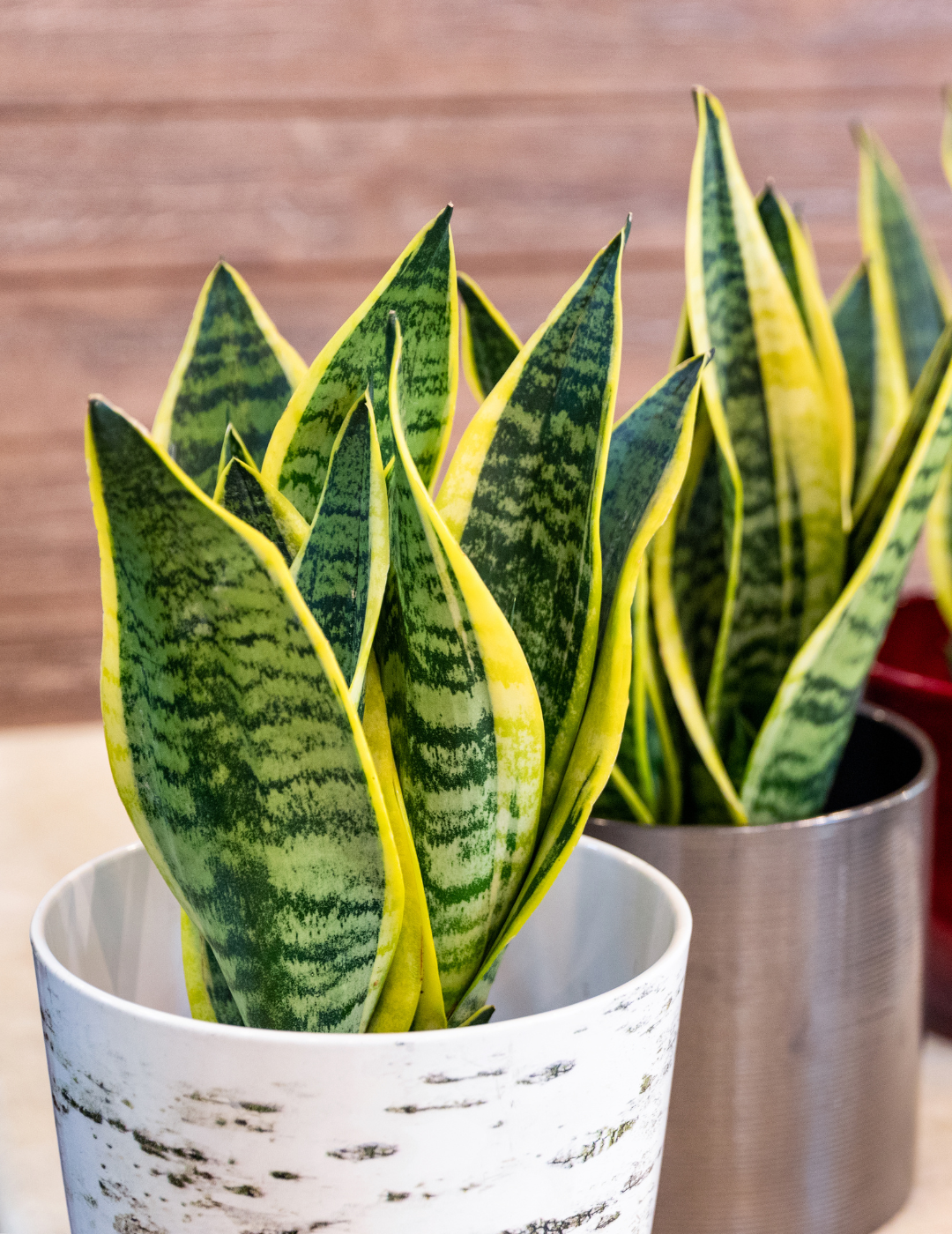Sansevieria Laurentii Ø9 (30cm)