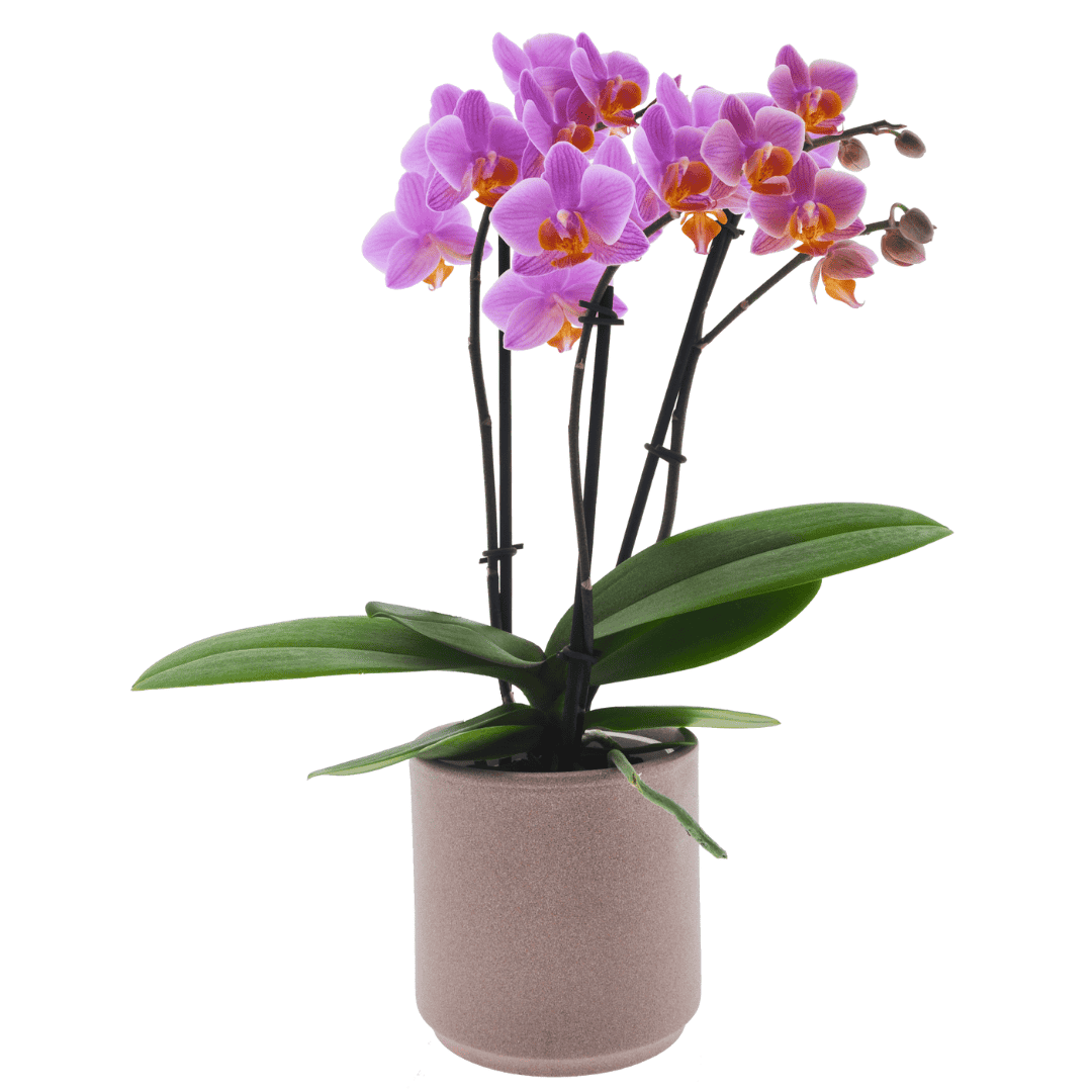 Phalaenopsis Monica Ø9
