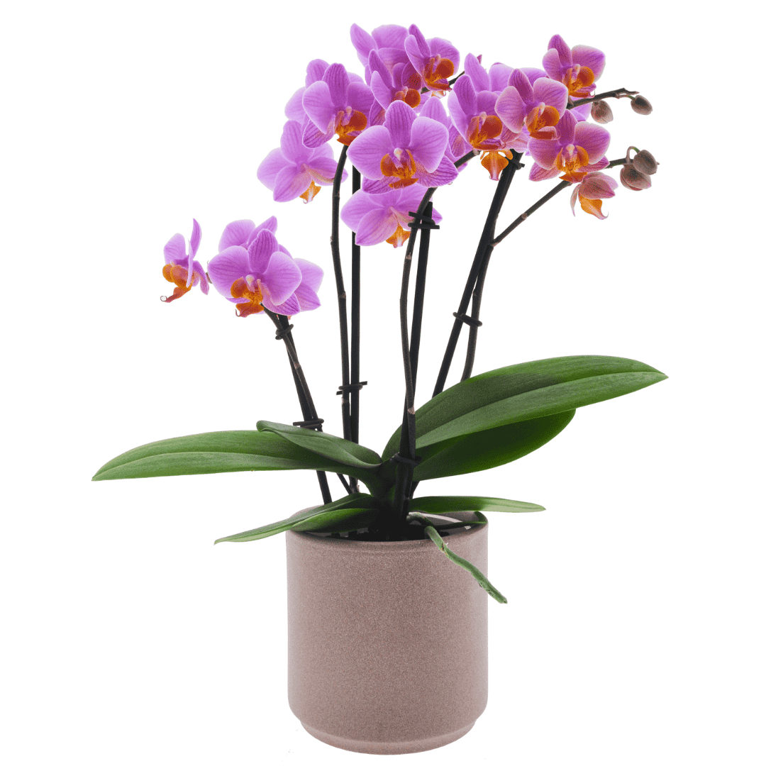 Phalaenopsis Monica Ø9
