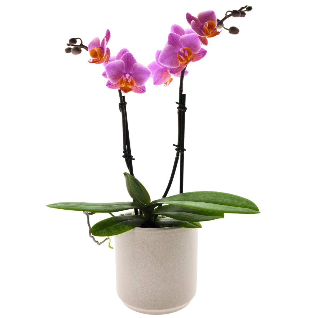 Phalaenopsis Monica Ø9