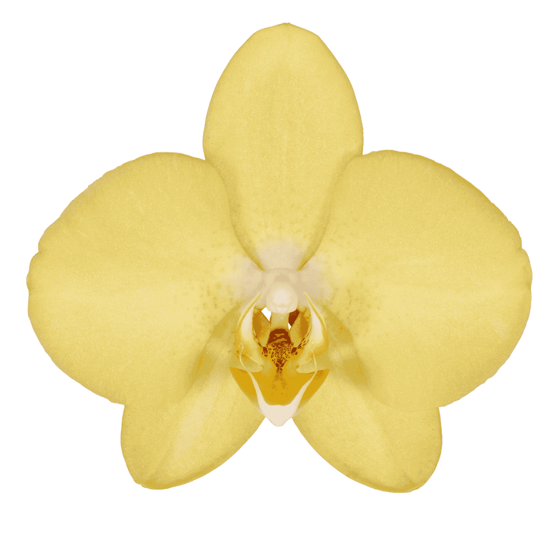 Phalaenopsis Savona Ø12