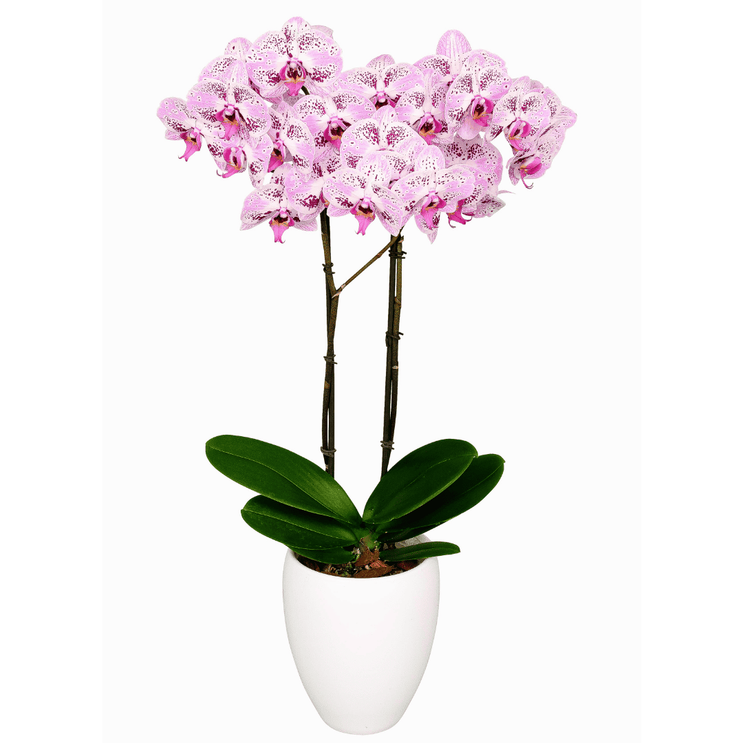 Phalaenopsis Stella Ø12