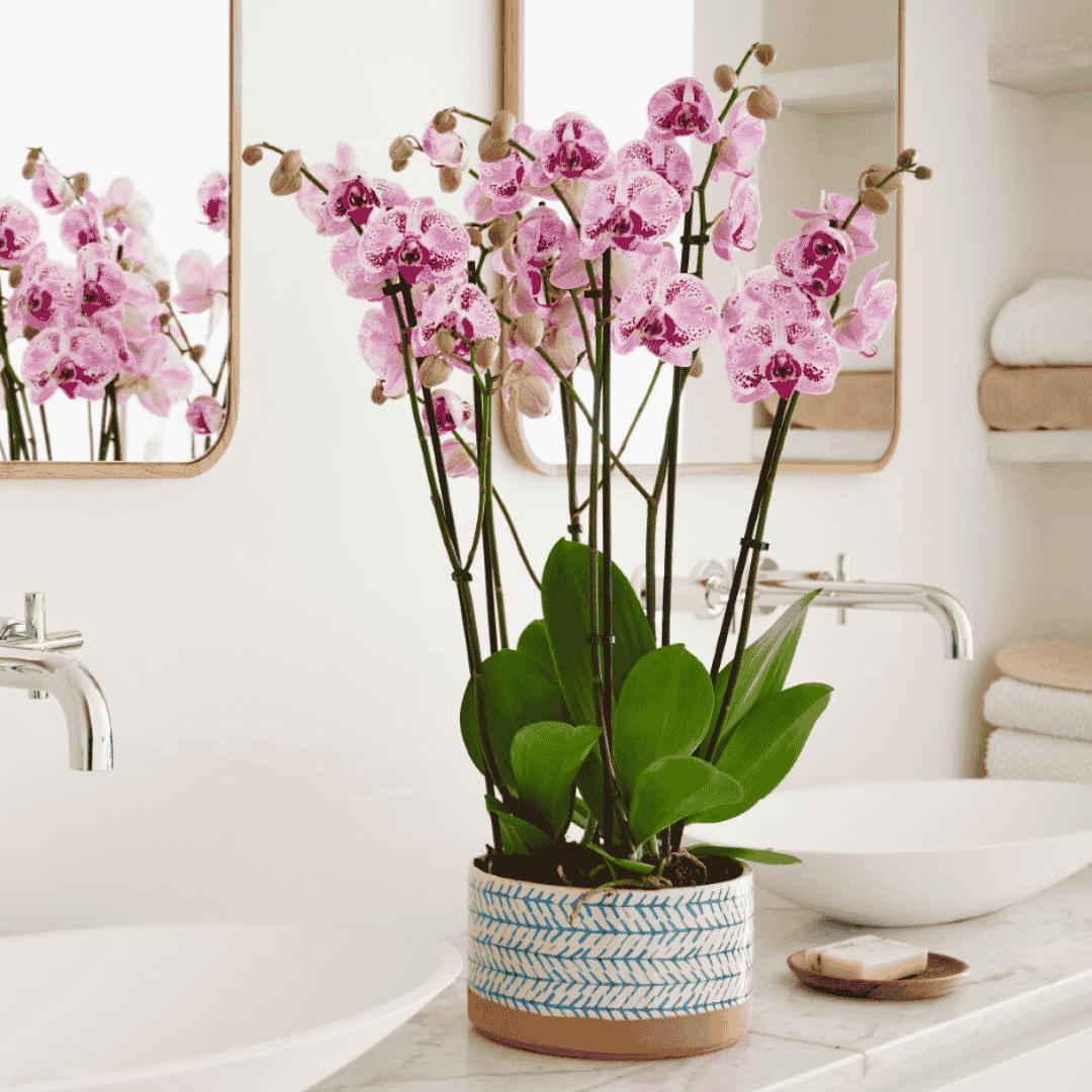 Phalaenopsis Stella Ø12