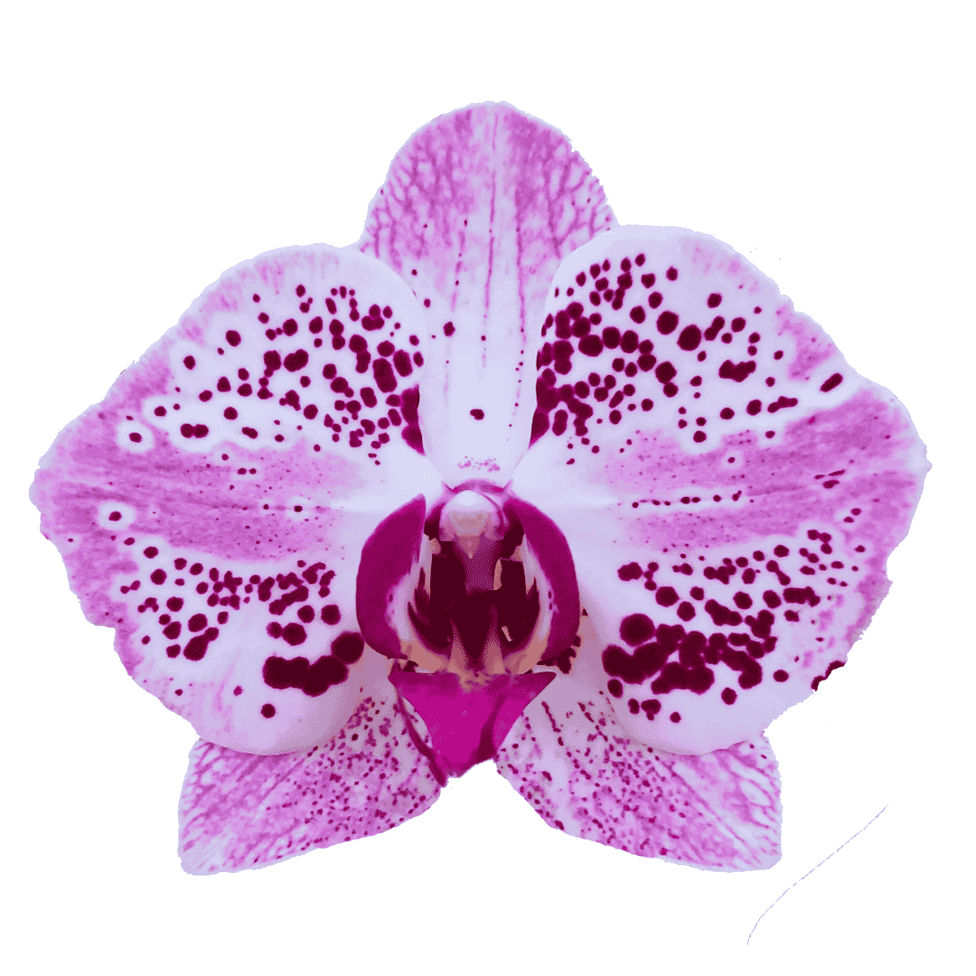 Phalaenopsis Stella Ø12