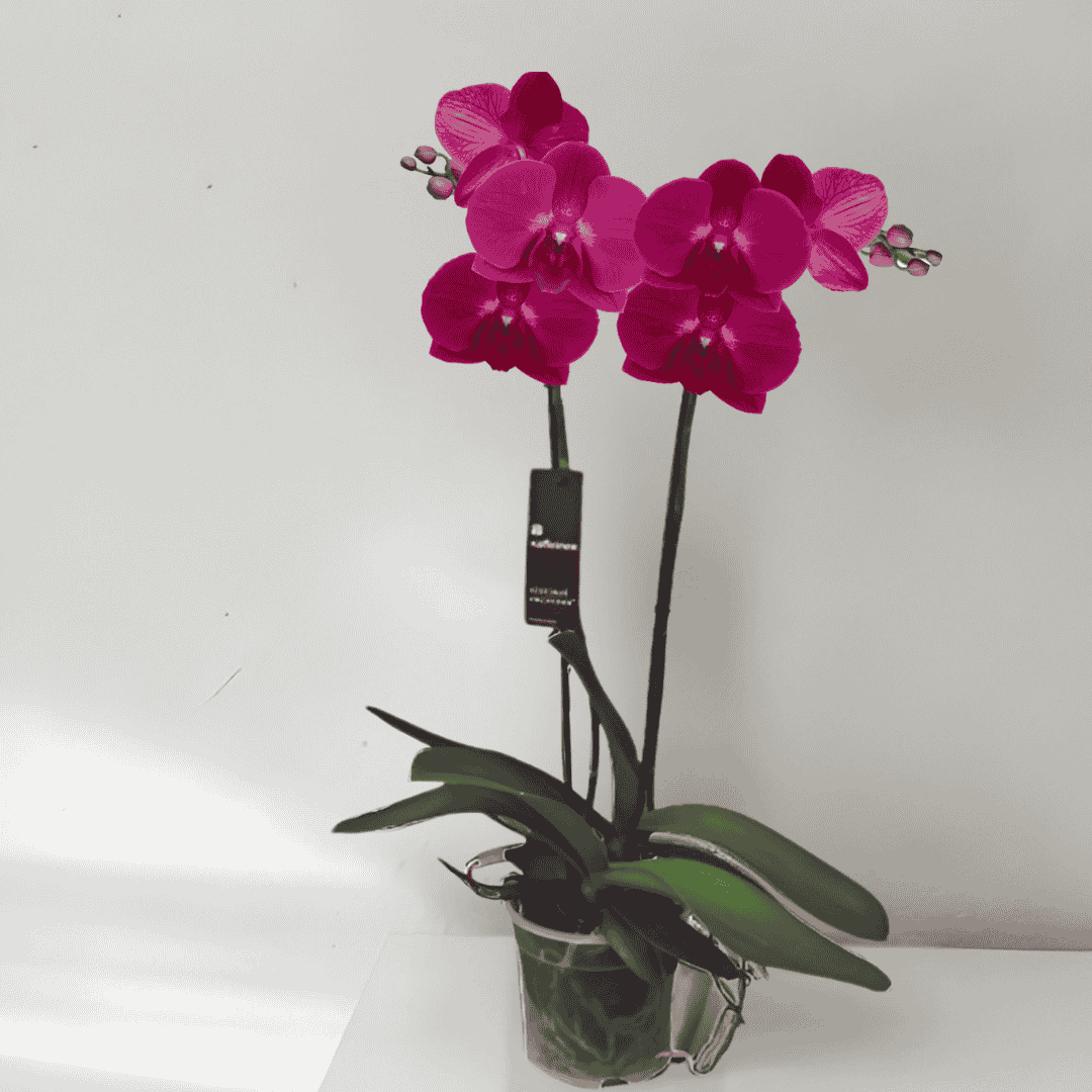 Phalaenopsis Stellenbosh Ø12