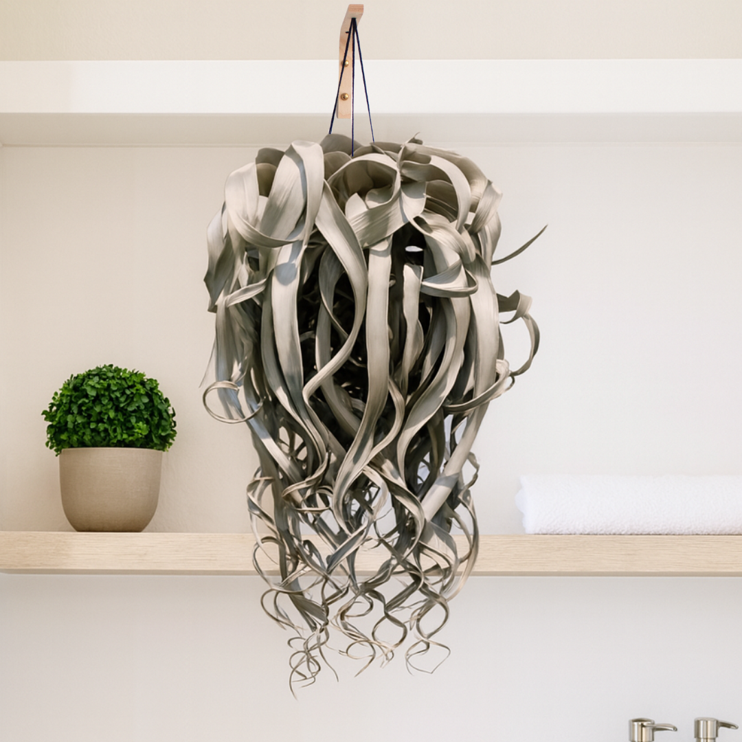 Tillandsia Xerographica