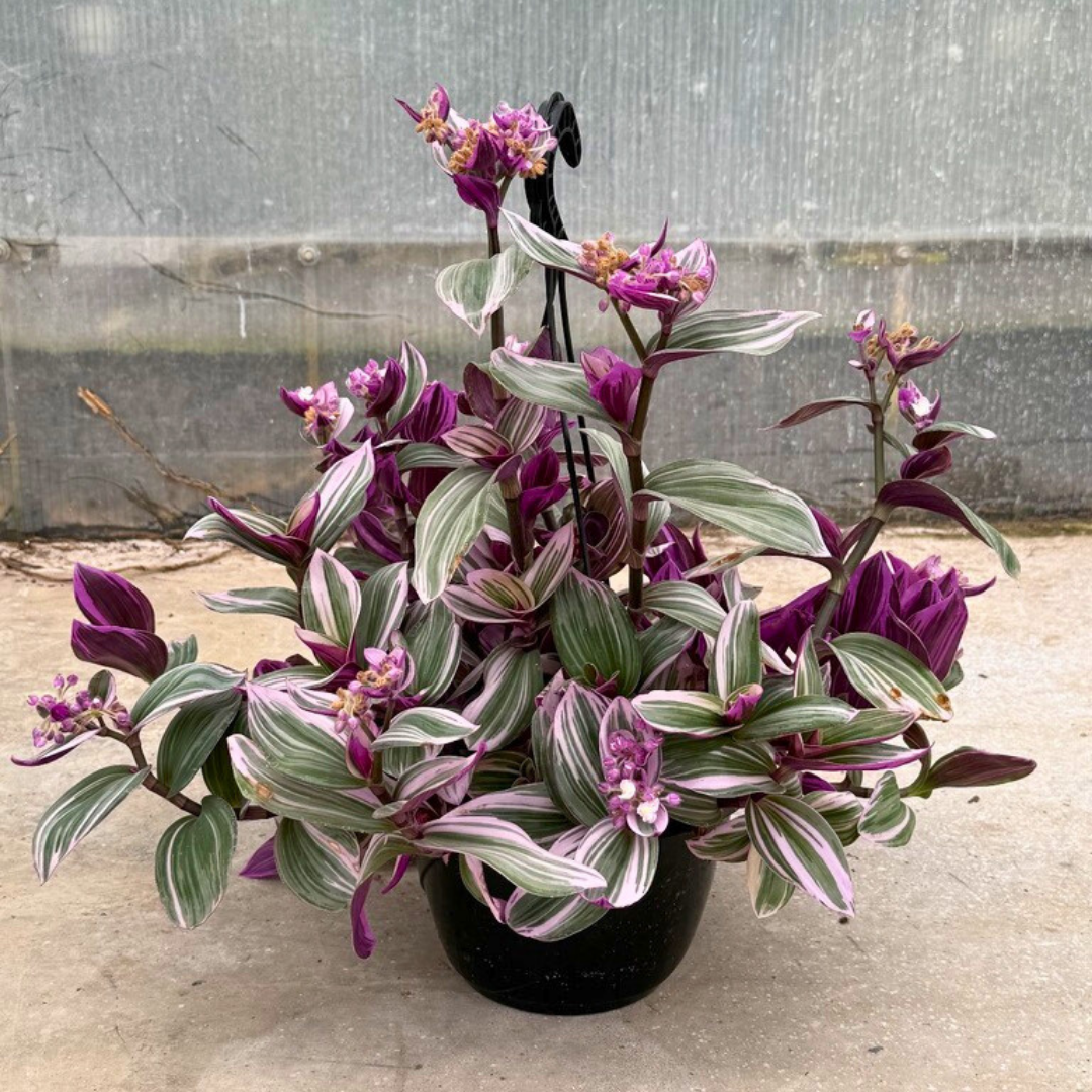 Tradescantia NANOUK Baschet20