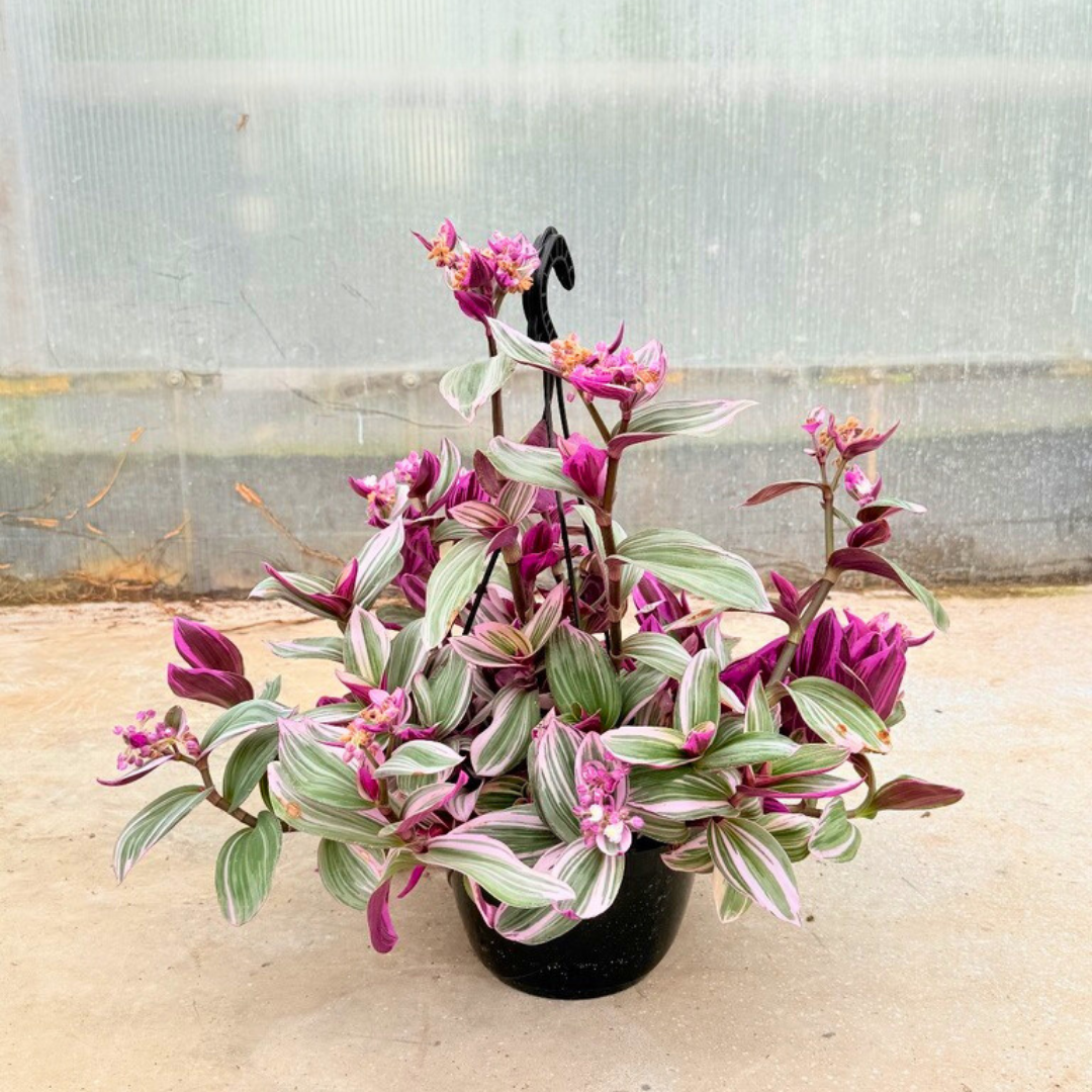 Tradescantia NANOUK Baschet20