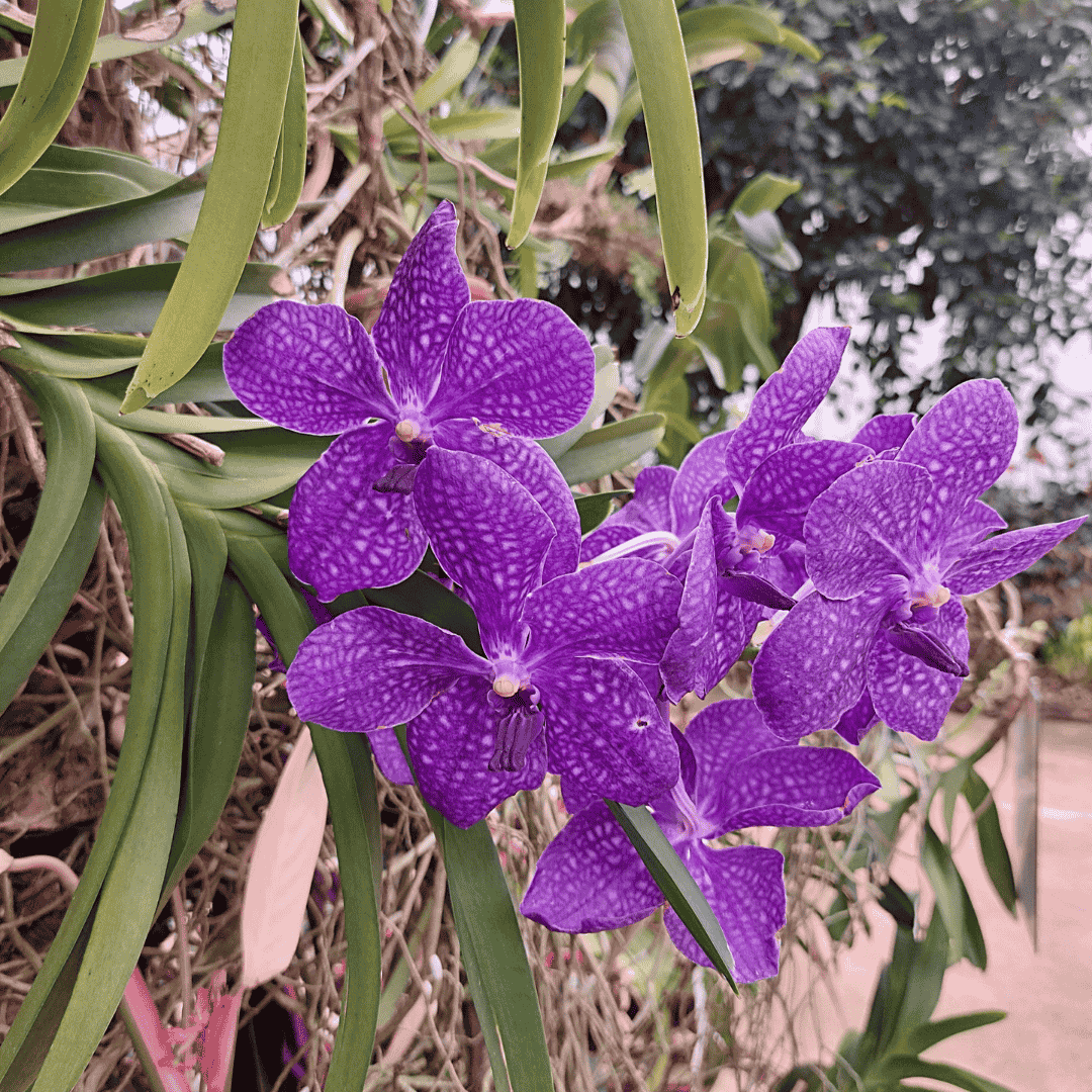 Vanda