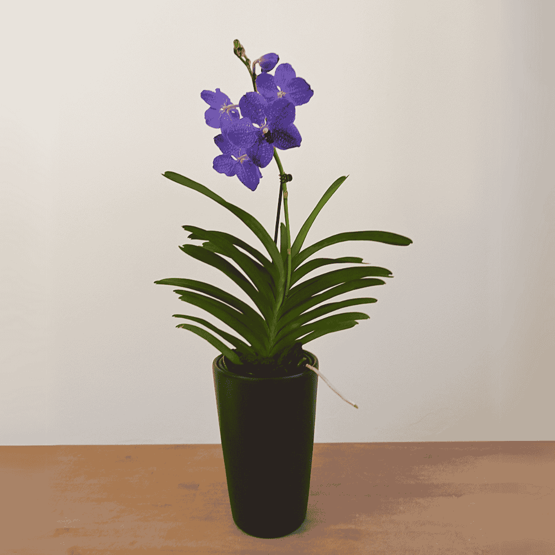Vanda