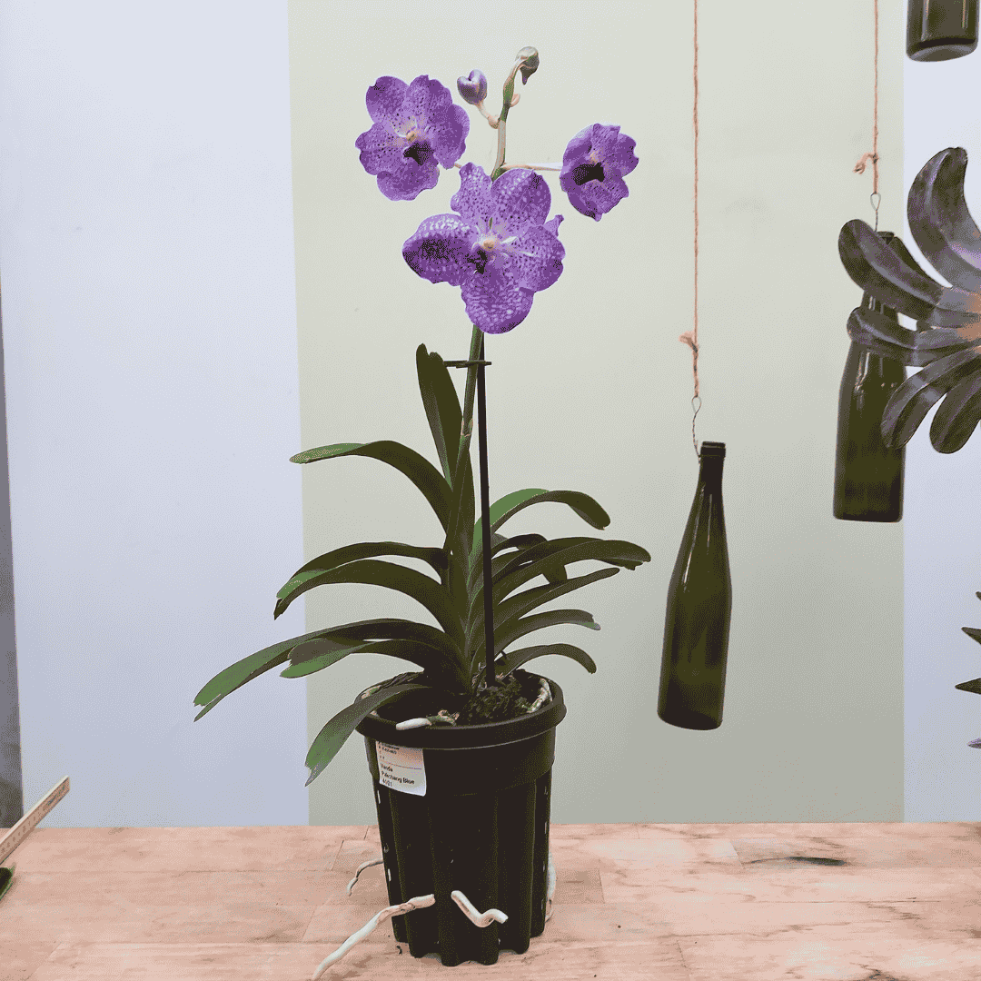 Vanda