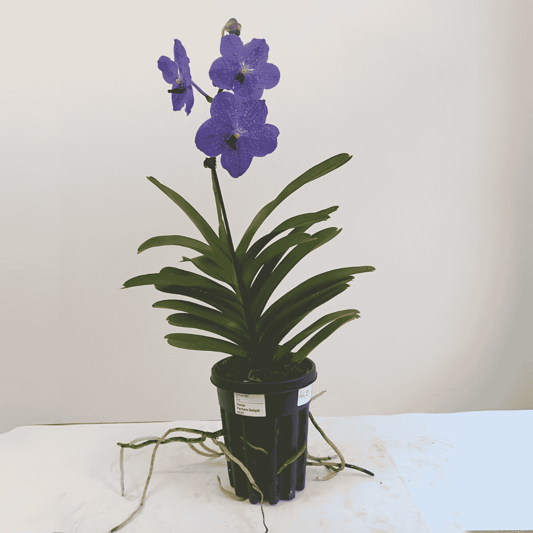 Vanda