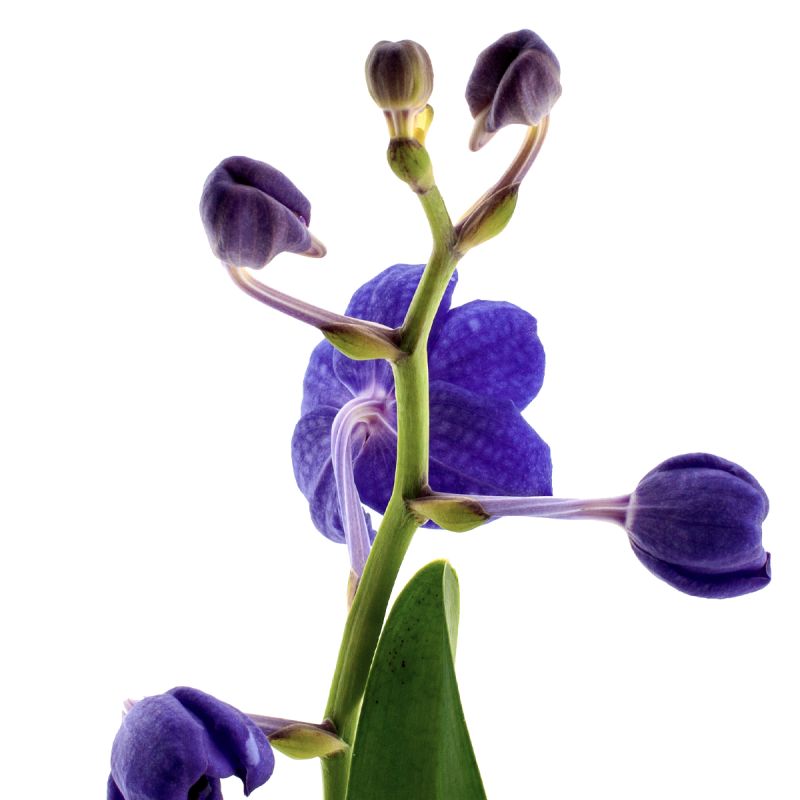 Vanda