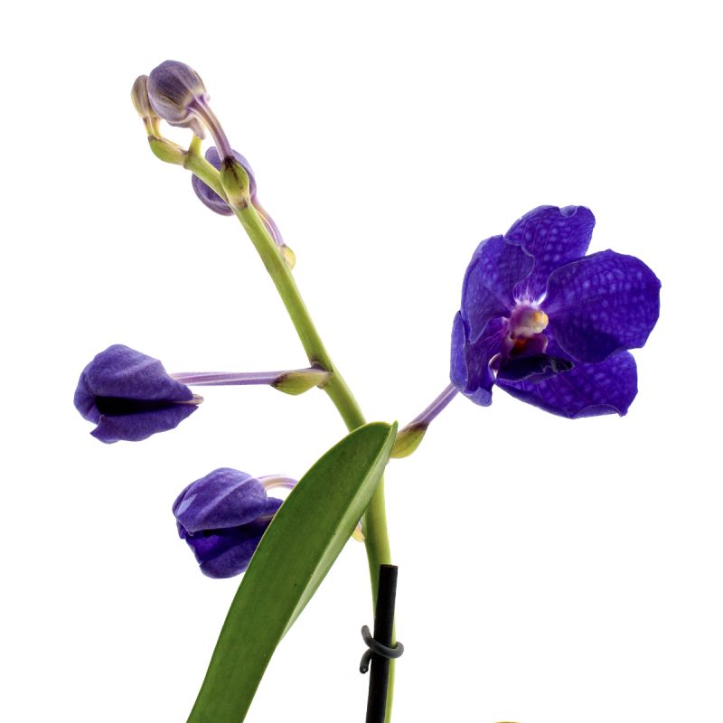 Vanda