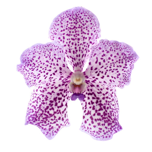 Vanda