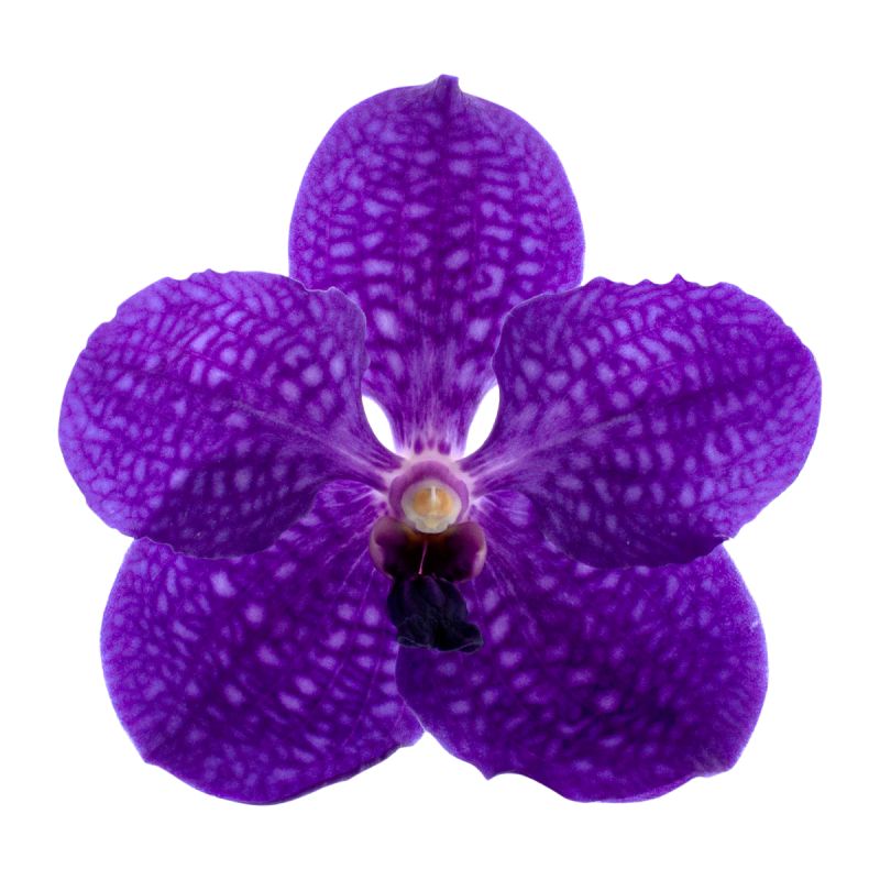 Vanda