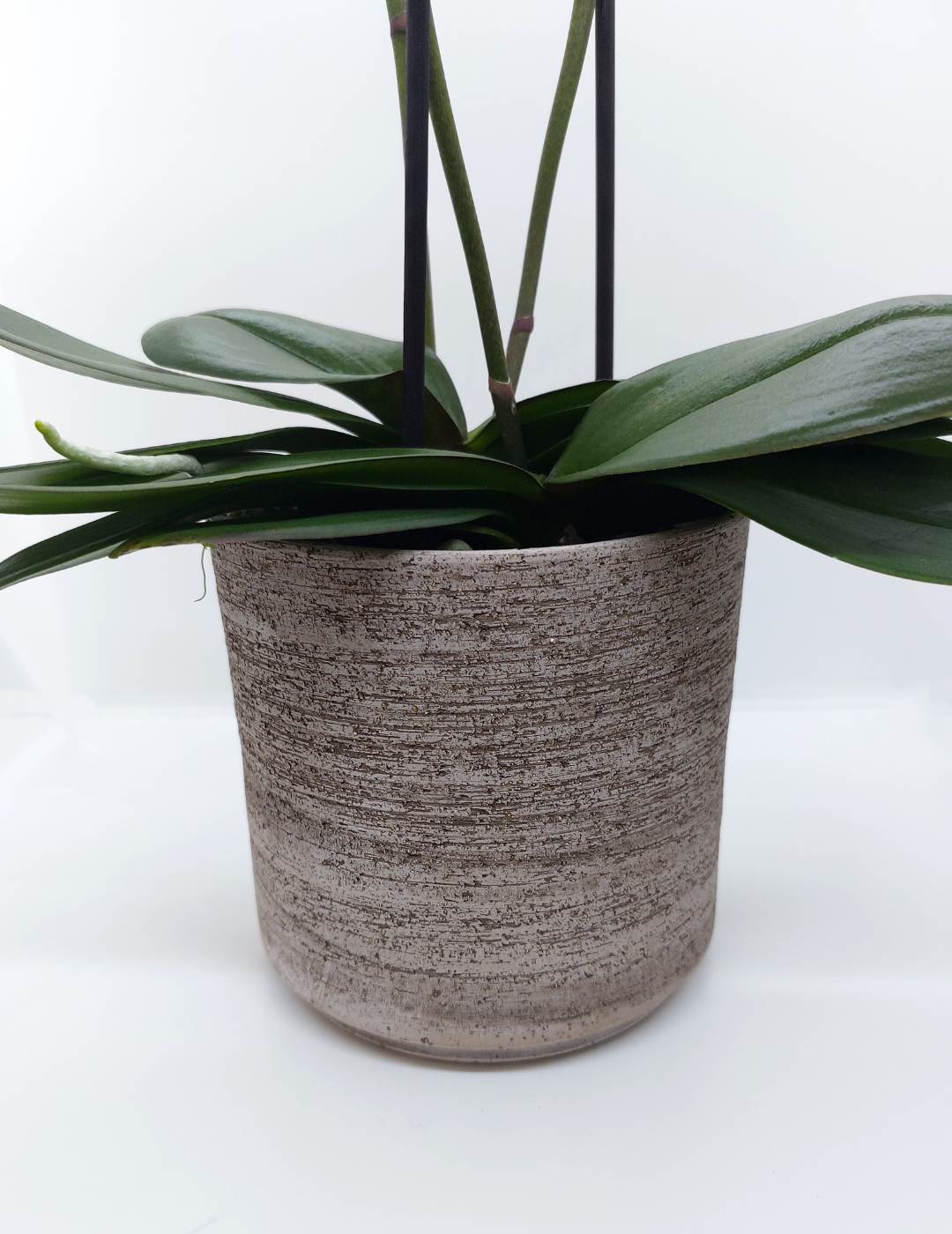 Vaso per Orchidee  Vasetti Trasparenti – Flogheter