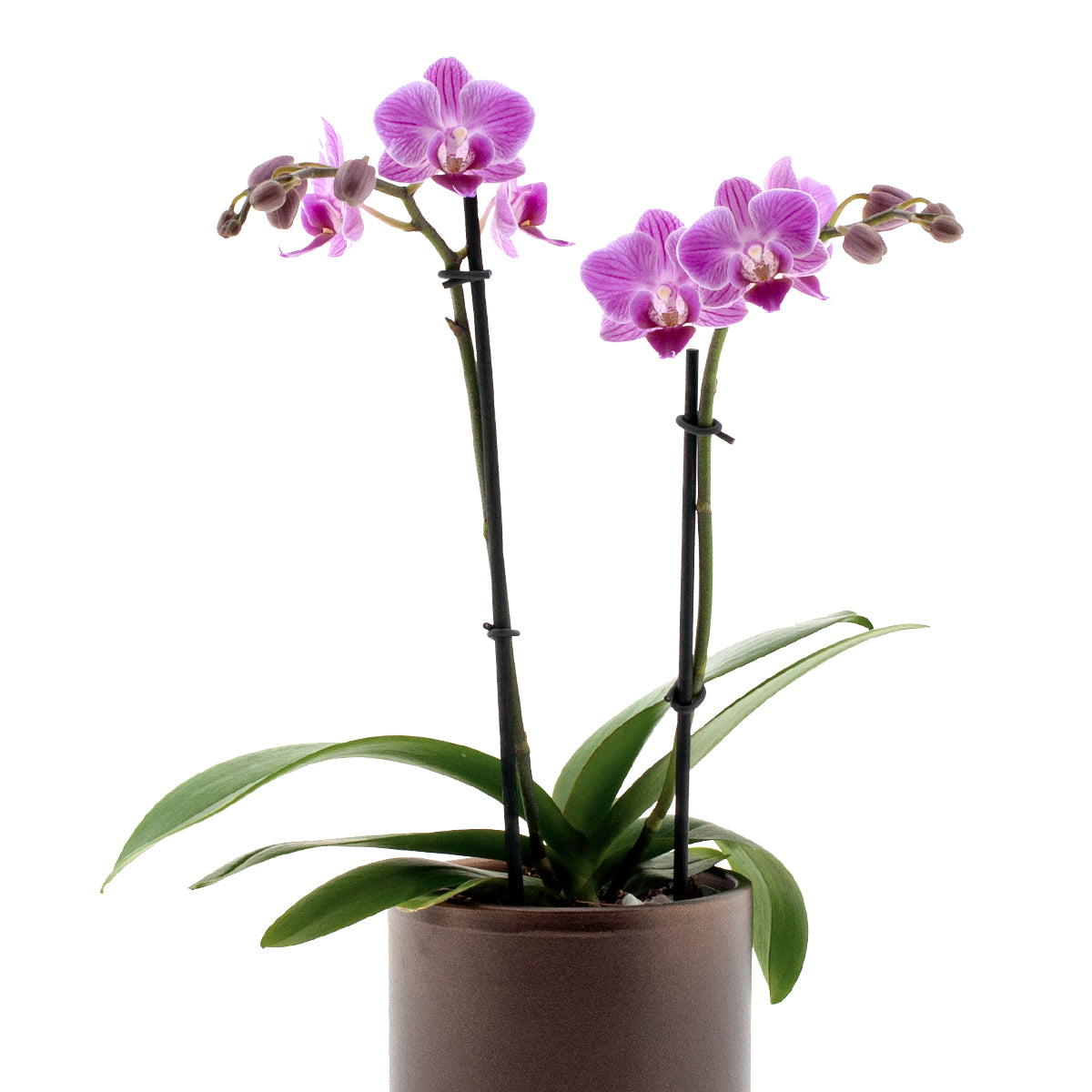 Phalaenopsis Melania Ø9