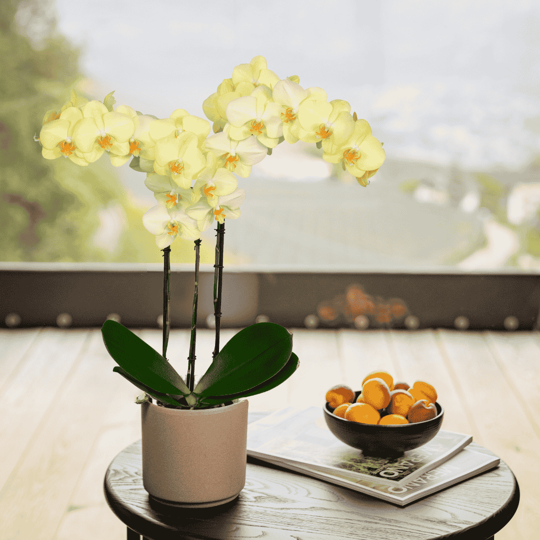 Phalaenopsis Gianna Ø12