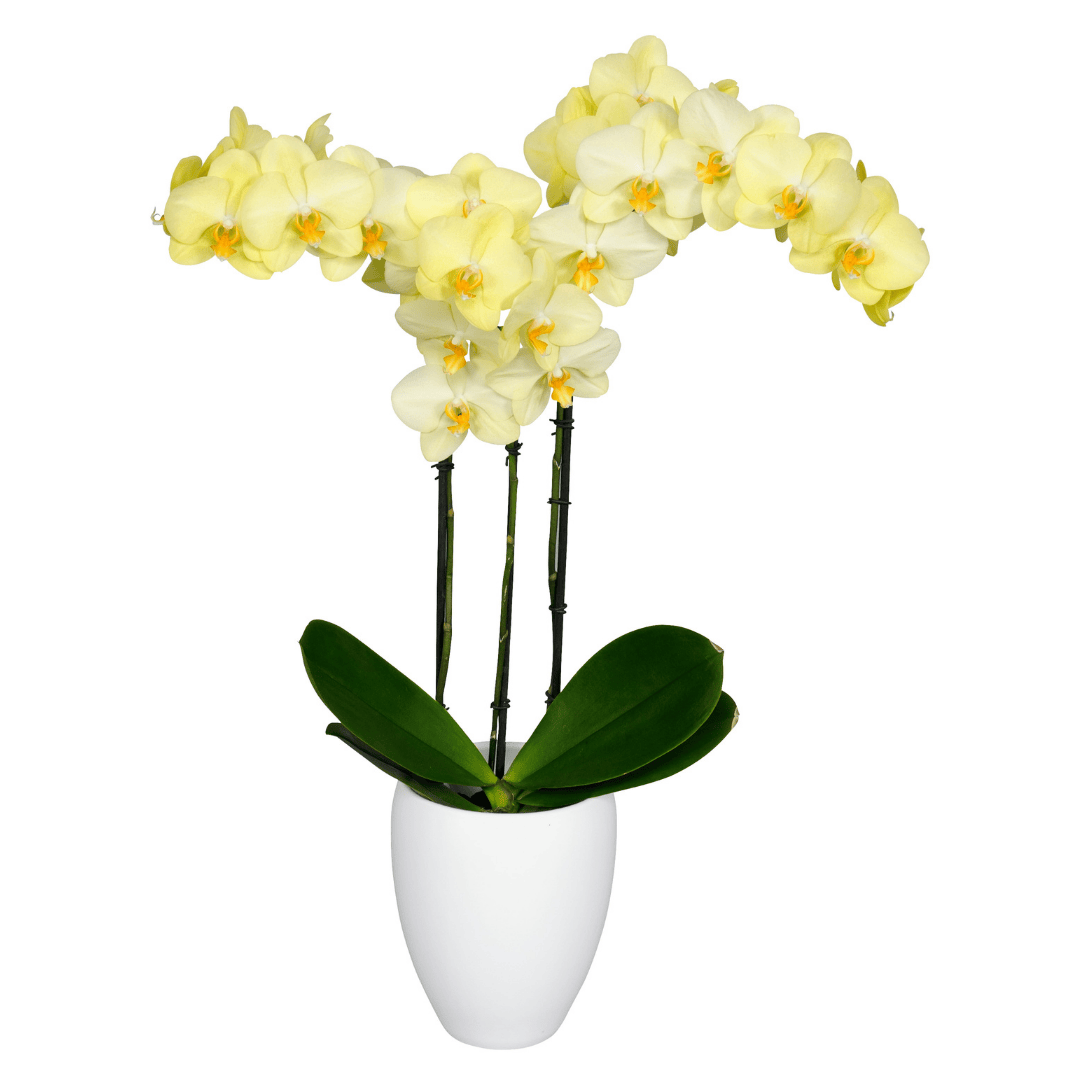 Phalaenopsis Gianna Ø12