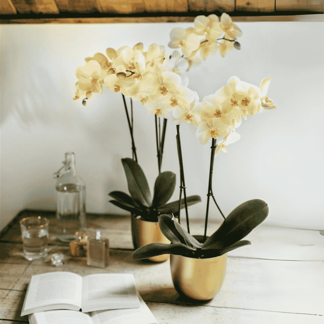 Phalaenopsis Gianna Ø12