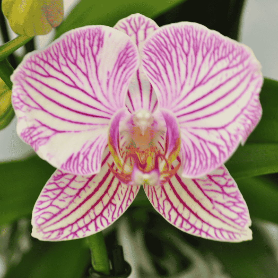 Phalaenopsis Warsaw Ø12