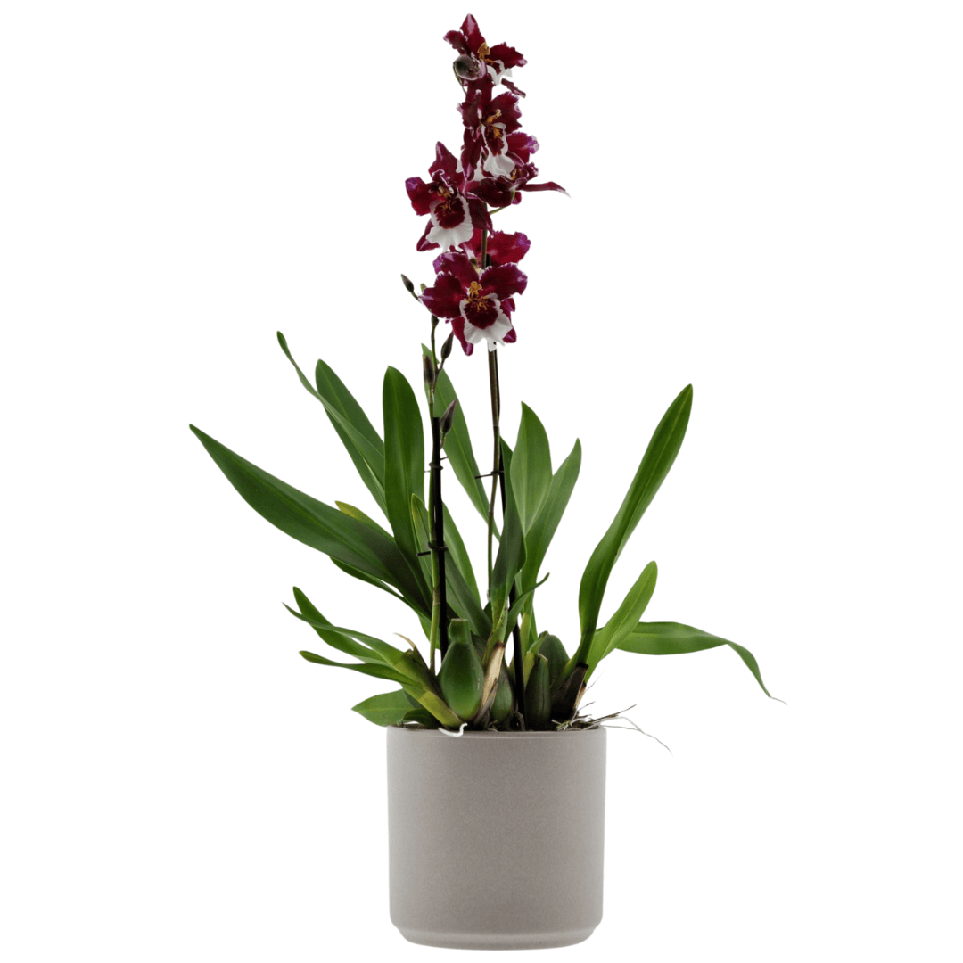 Wilsonara Marlene