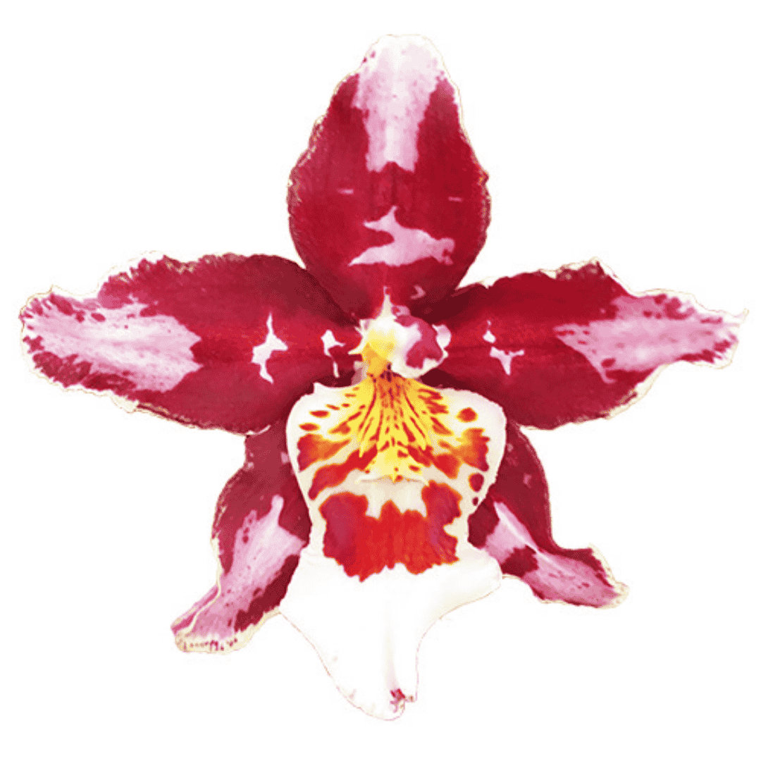 Wilsonara Marlene