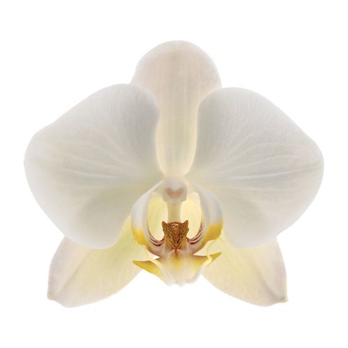 Phalaenopsis Yukidian Ø12