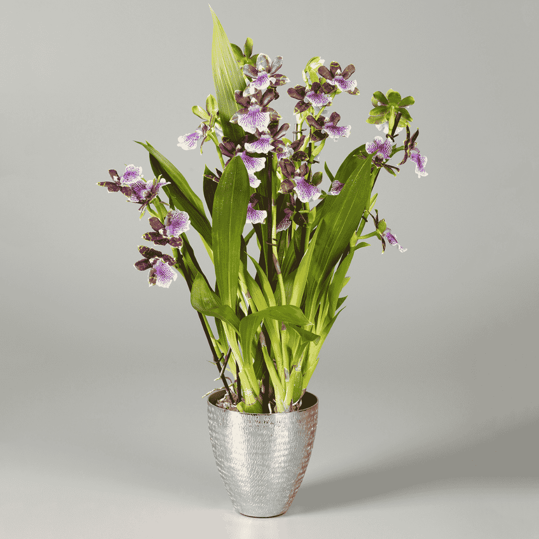 Zygopetalum Jonas