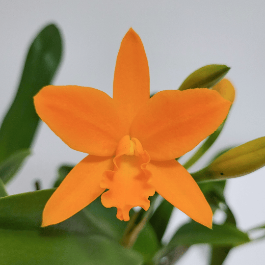 Cattleya Little Young Orange -