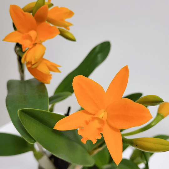 Cattleya Little Young Orange -