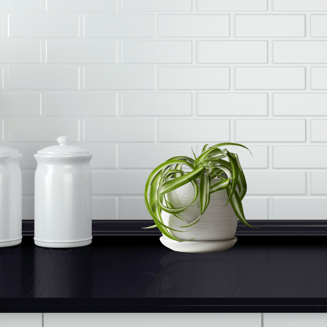 Chlorophytum Bonnie Ø14 -