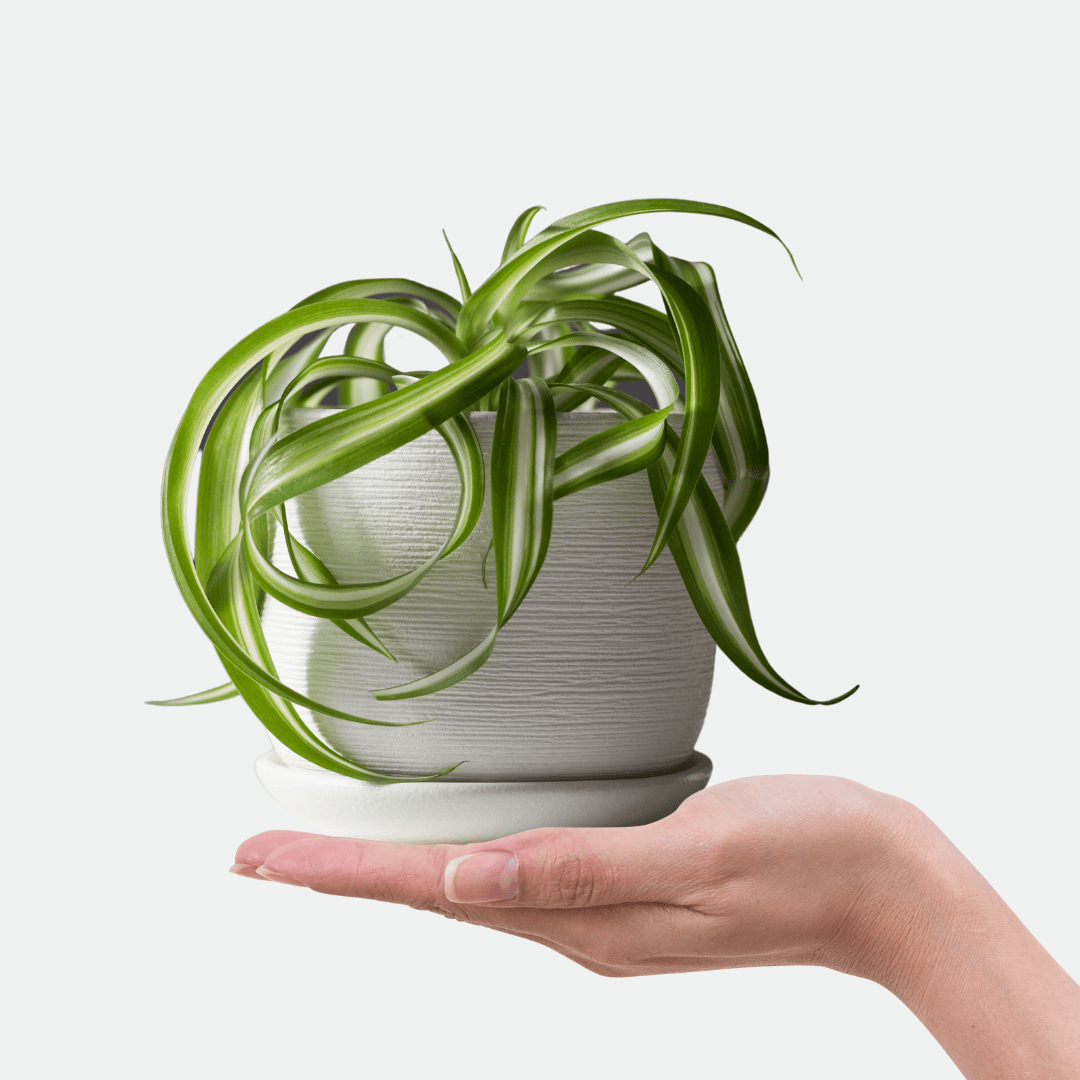 Chlorophytum Bonnie Ø14 -