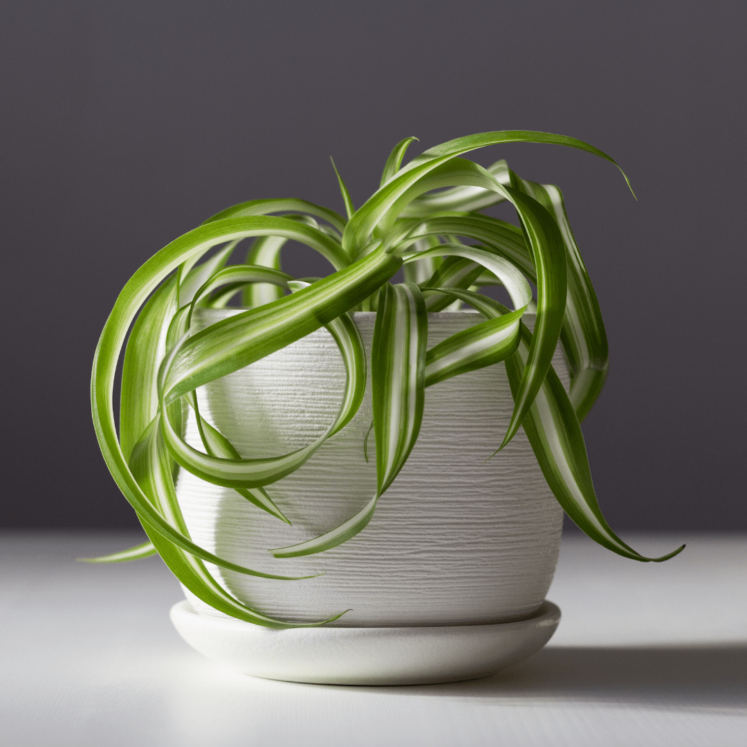 Chlorophytum Bonnie Ø14 -