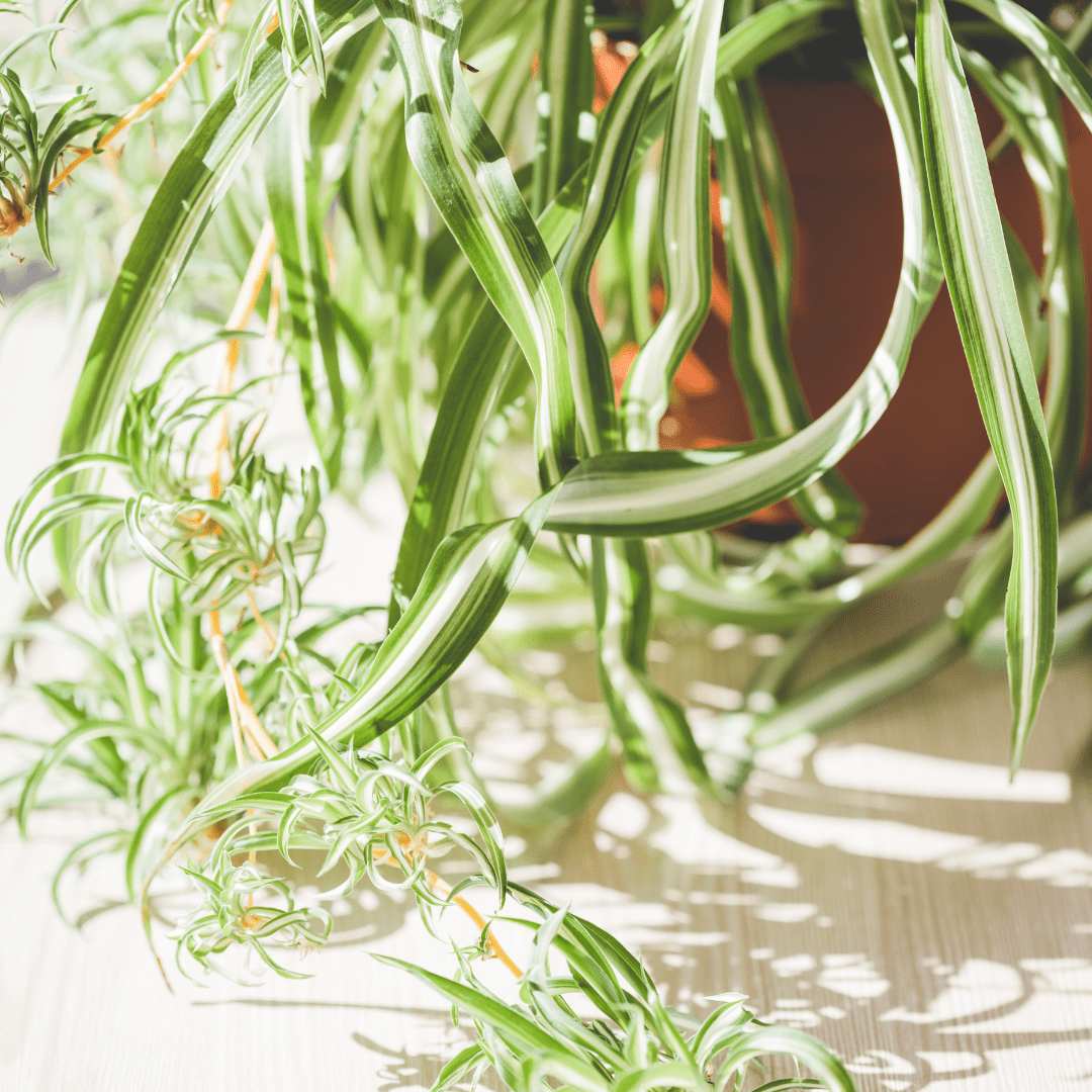 Chlorophytum Bonnie Ø14 -