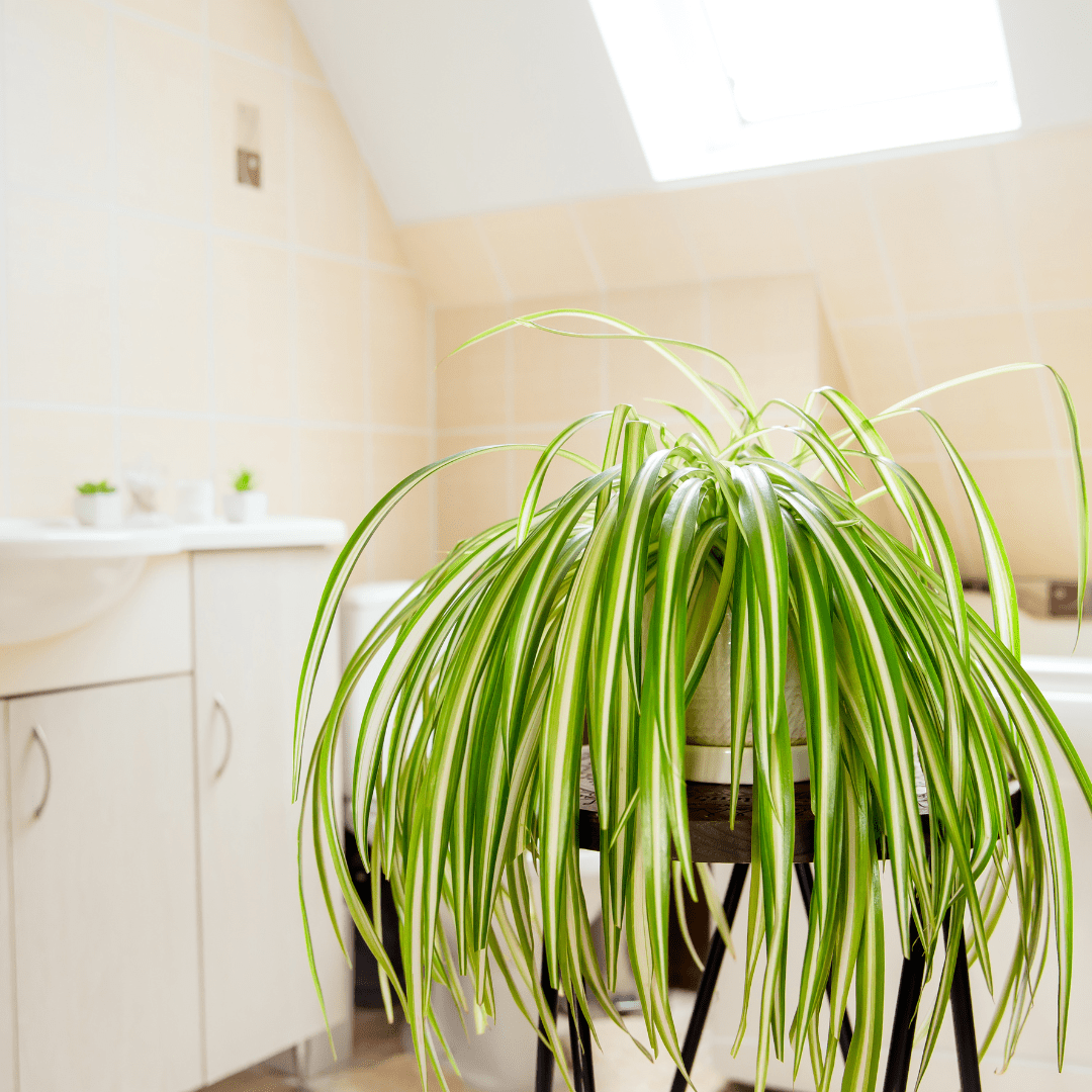 Chlorophytum Comosum Ø14 -