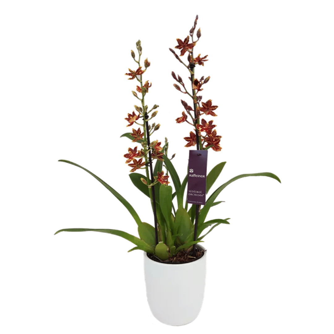 Colmanara Andrea Red -