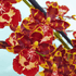 Colmanara Andrea Red -