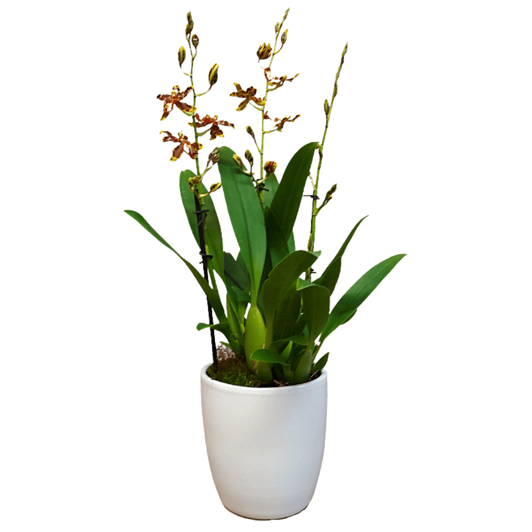 Colmanara Andrea Red -