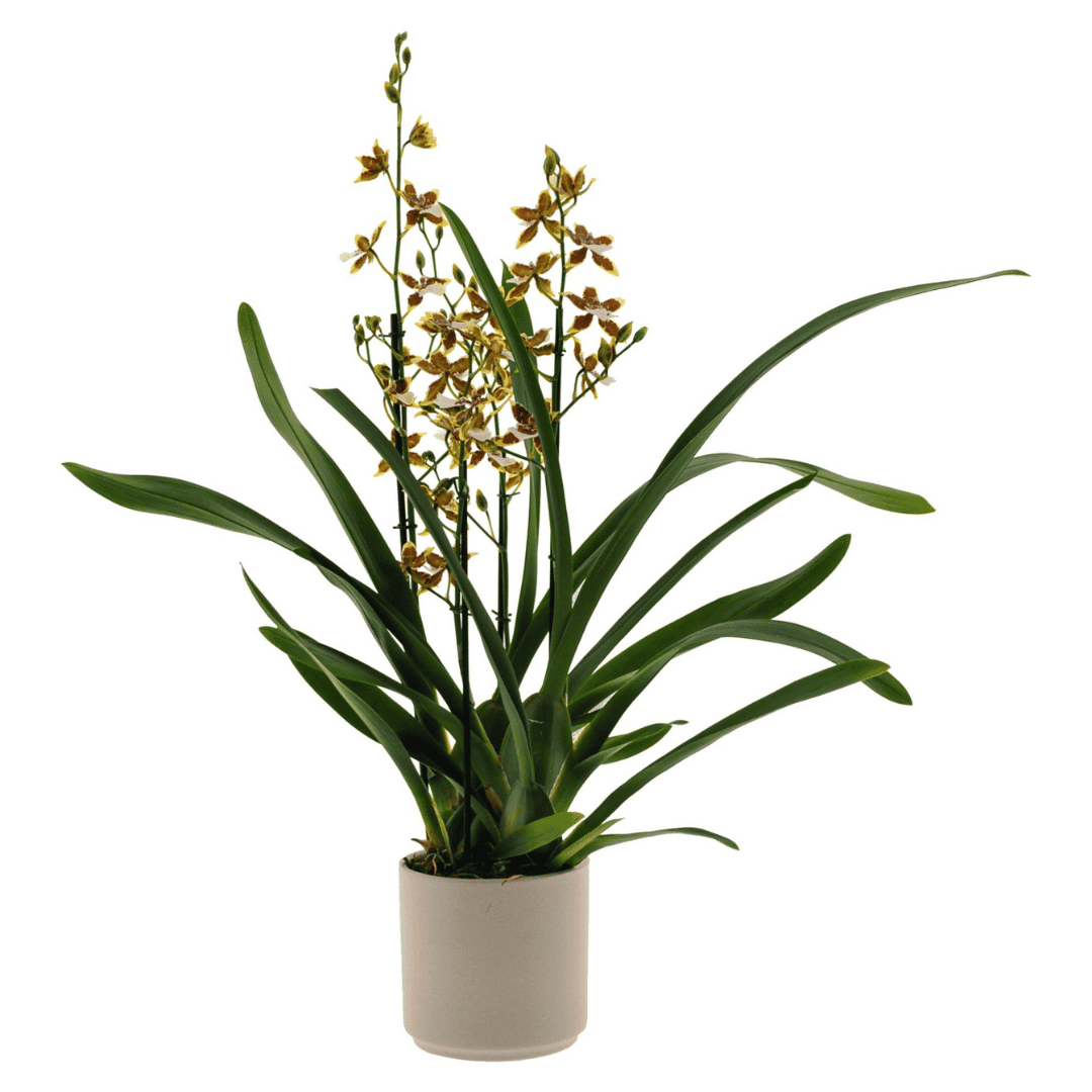 Colmanara Tropic Jungle -
