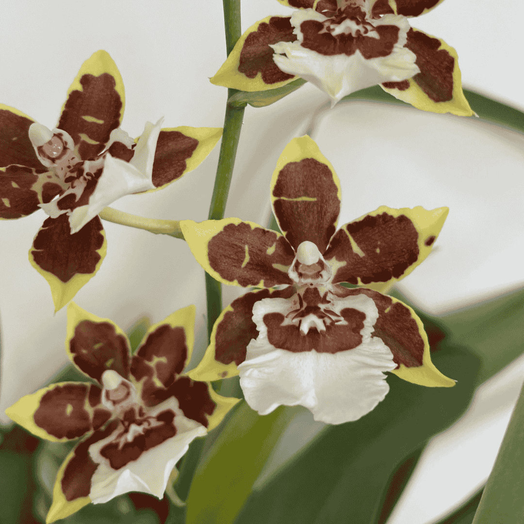 Colmanara Tropic Jungle -