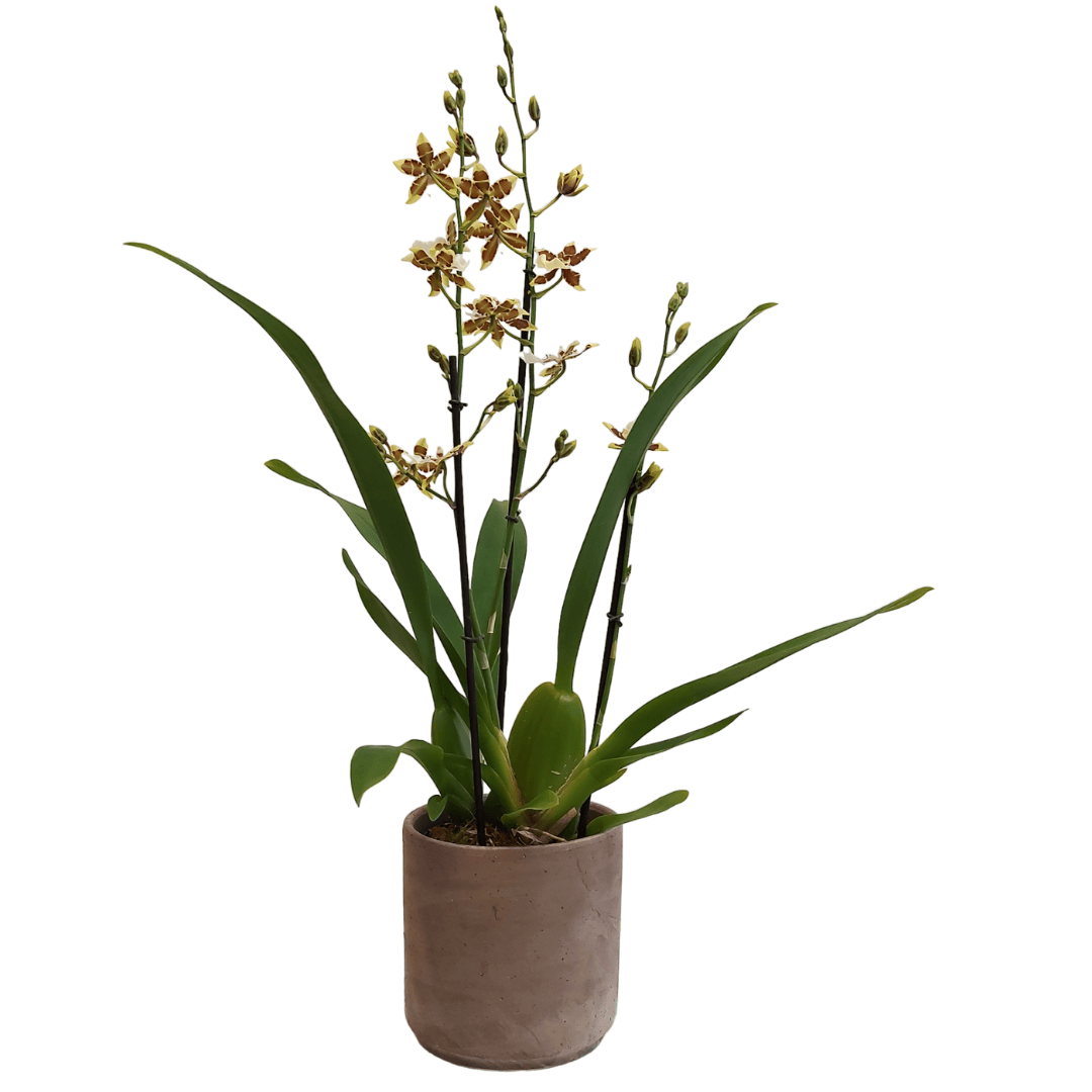 Colmanara Tropic Jungle -