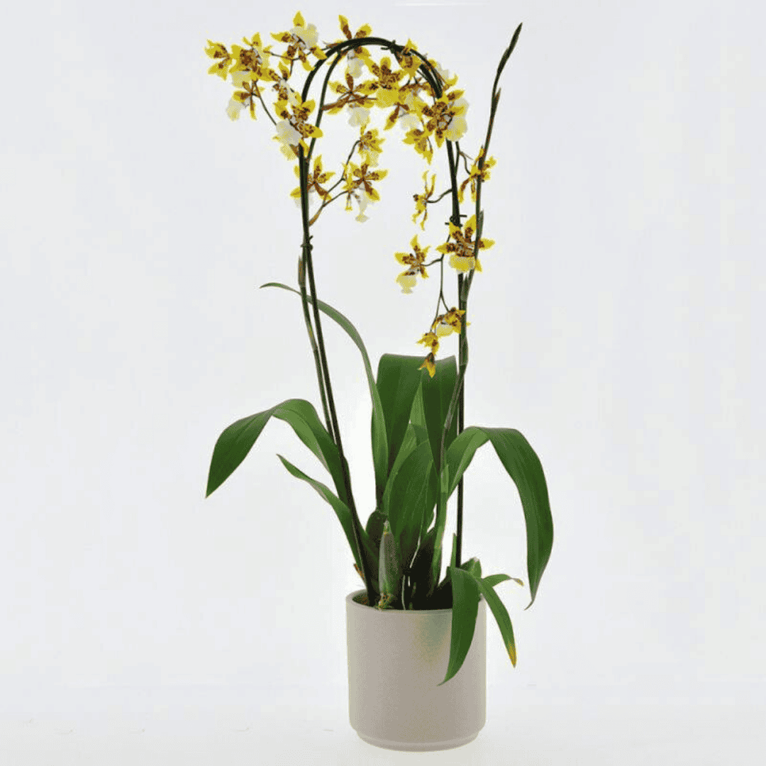 Colmanara White Lip -